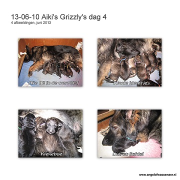 Grizzly's dag 4
